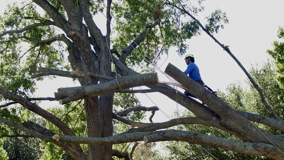 Professional Crown Thinning performed by certified arborists in Ada